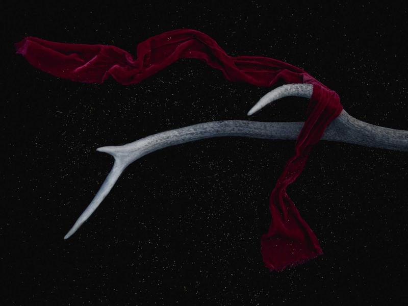 Rodrigo Caicedo Cali